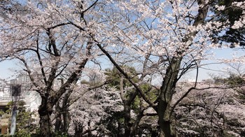 120408 Sakura1.jpg