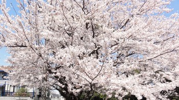120408 Sakura2.jpg