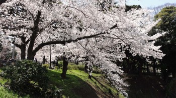 120408 Sakura3.jpg