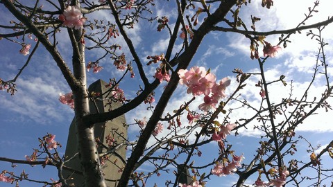 160207 桜.jpg
